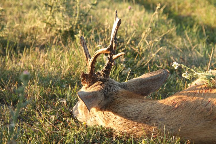 őzbak vadászat, Cigánd
